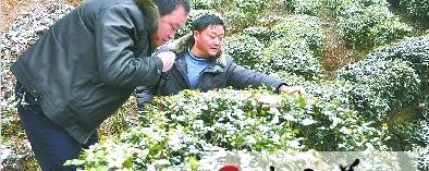 关于恩施市“土专家”指导促茶农增收的热门信息