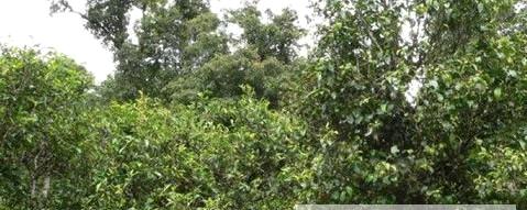 有关于古树普洱茶面对“中国式茶叶战争”的热门资讯