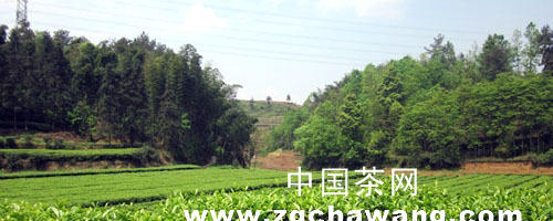 关于生态引领高县茶叶产业正阔步向前的消息