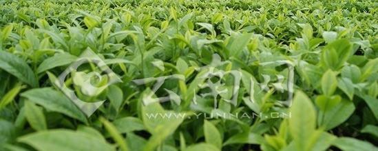 关于耿马县推进生态茶园建设 注重提升茶产业效益的最新消息