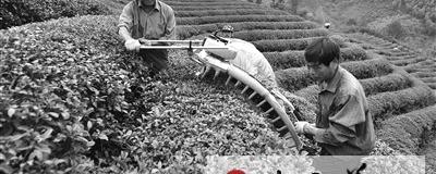 有关于临岐溪口茶厂首次投入碾茶生产的资讯