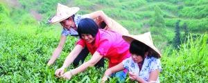 关于安溪铁观音在广东龙门县“落地生根”的热门消息