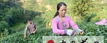 有关于昭平高山茶园已进入晚秋茶采摘最后阶段(图)的最新消息