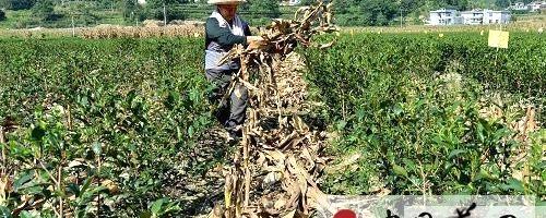 有关于宣恩县茶叶产区全面推行“秸杆肥田”的最新信息