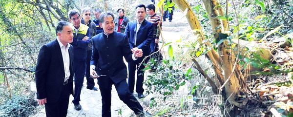 有关于清溪挖掘古茶树群落特色茶文化的最新消息