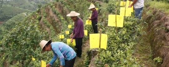 关于桂东县茶农为茶园披上“黄袍战甲”防虫害的热门信息