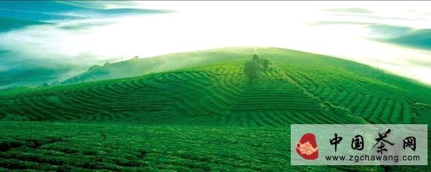 关于受中央1号文件影响 今起普洱茶何去何从？的最新资讯