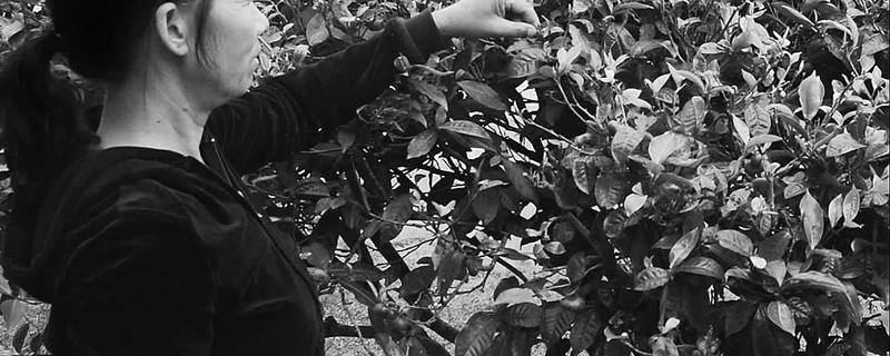 关于新平峨毛茶香农户笑的最新信息