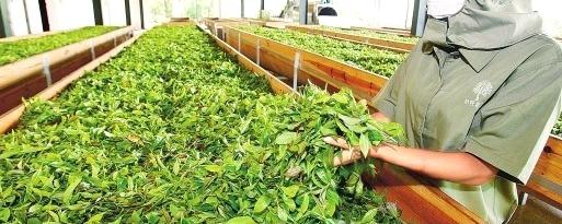 有关于云南春茶量增价涨质优 茶农春茶总收入达22.96亿元的最新消息