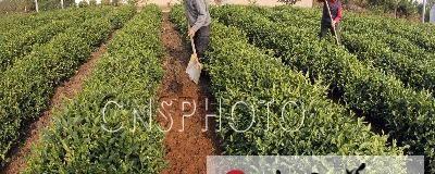 有关于江苏赣榆县4万亩茶园进入冬季整理时期(图)的消息