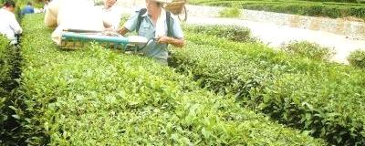 有关于英山县温泉镇茶叶专业村茶农机械采秋茶(图)的热门资讯