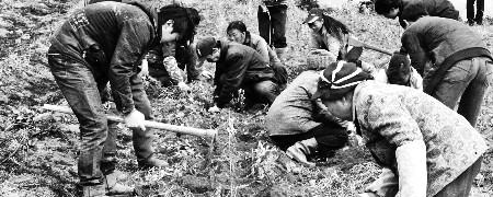 有关于晴隆县荒山流转成就有机无公害茶园的新闻