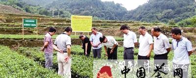 有关于龙岩市新罗区大池茶叶产业农民田间学校开班（图）的热门新闻
