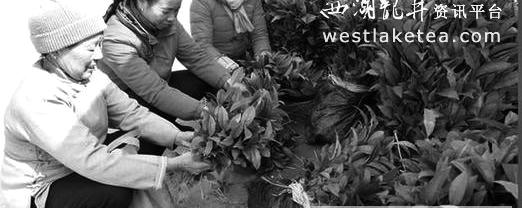 关于三江县优化茶叶品种，促进茶叶产业转型升级的消息