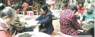 有关于店家植入广告：门口拣茶（图）的热门消息