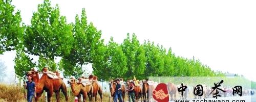 关于“重走茶叶之路”驼队抵达洛阳的热门新闻