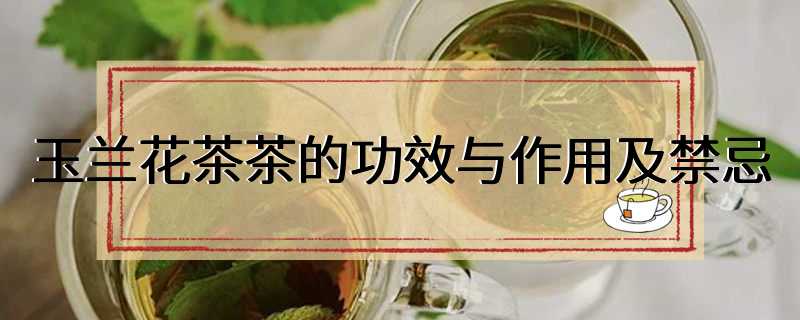 玉兰花茶茶的功效与作用及禁忌