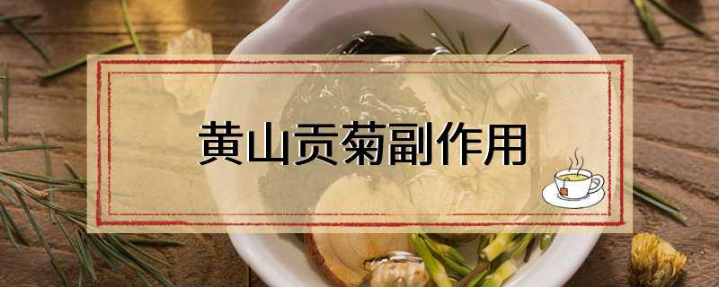 黄山贡菊副作用