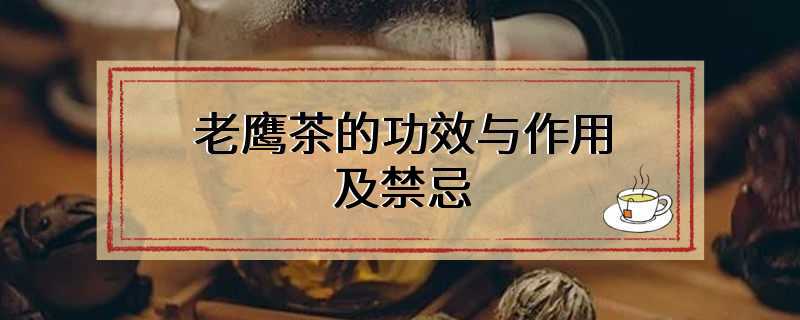 老鹰茶的功效与作用及禁忌