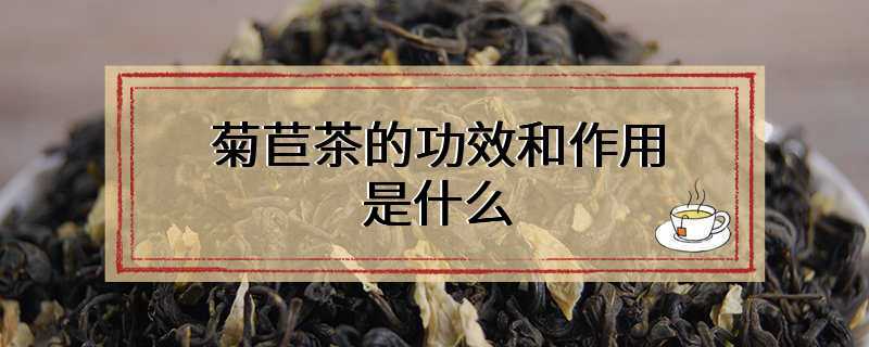 菊苣茶的功效和作用是什么