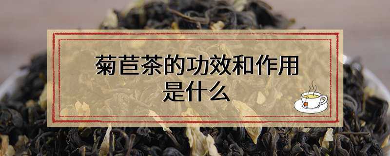 菊苣茶的功效和作用是什么