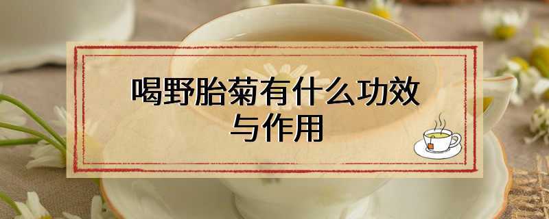喝野胎菊有什么功效与作用