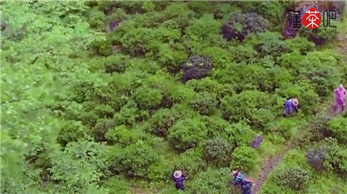 正山小种是什么茶(1)