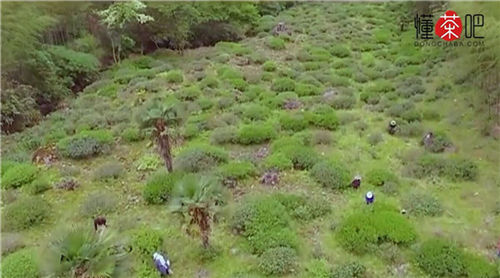 正山小种是什么茶(2)