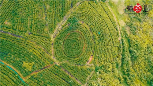 红茶有哪些品种