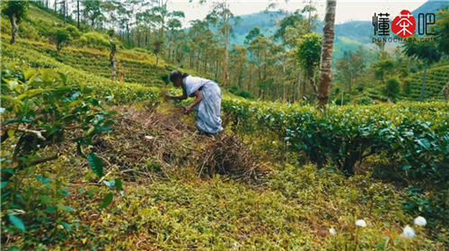 红茶有哪些品种(1)