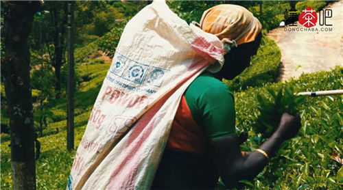 红茶有哪些品种(2)