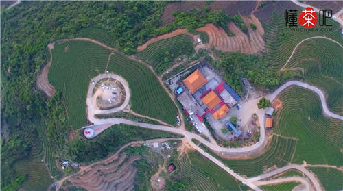 白茶叶是什么茶(2)