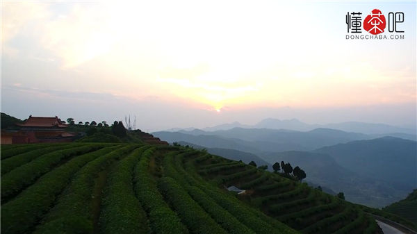 白茶叶是什么茶(3)