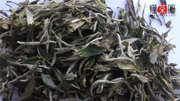 白茶是什么茶(2)