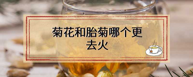 菊花和胎菊哪个更去火