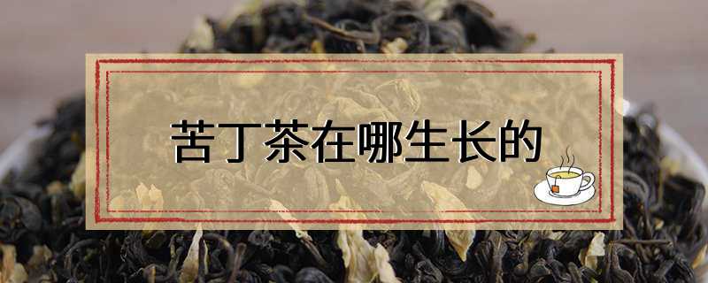 苦丁茶在哪生长的