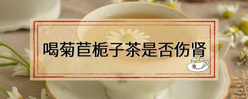 喝菊苣栀子茶是否伤肾
