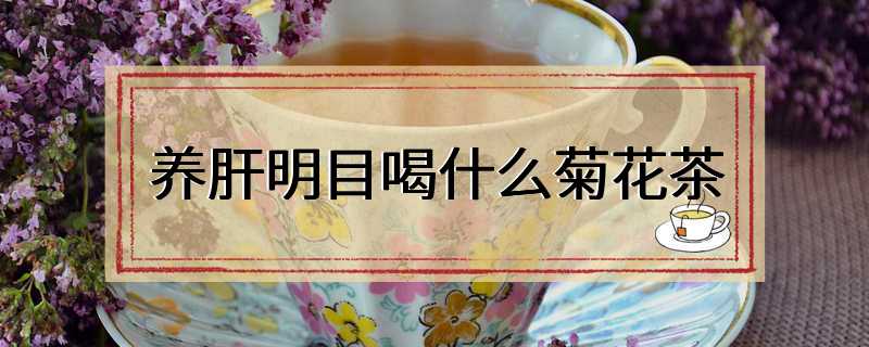 养肝明目喝什么菊花茶