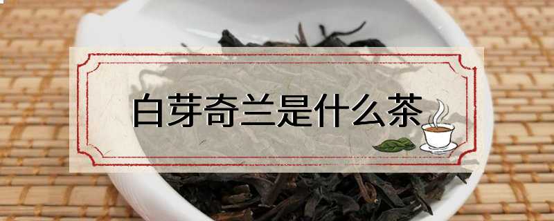 白芽奇兰是什么茶
