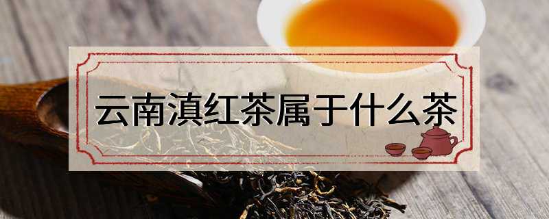云南滇红茶属于什么茶