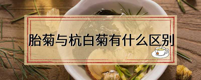 胎菊与杭白菊有什么区别