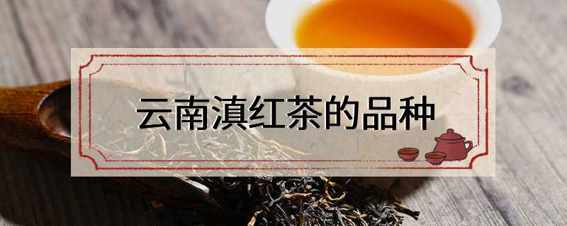 云南滇红茶的品种