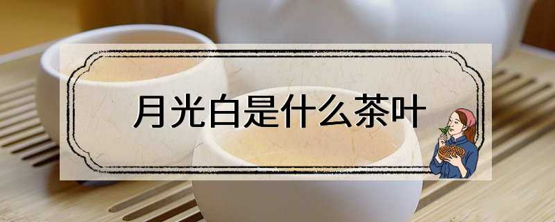 月光白是什么茶叶