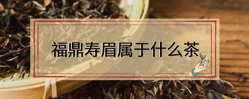 福鼎寿眉属于什么茶