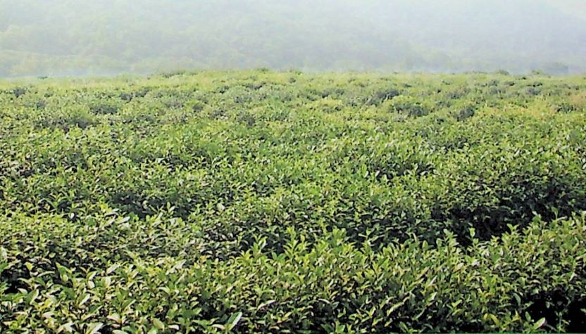 如何选购西湖龙井