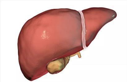 喝养肝茶有什么好处