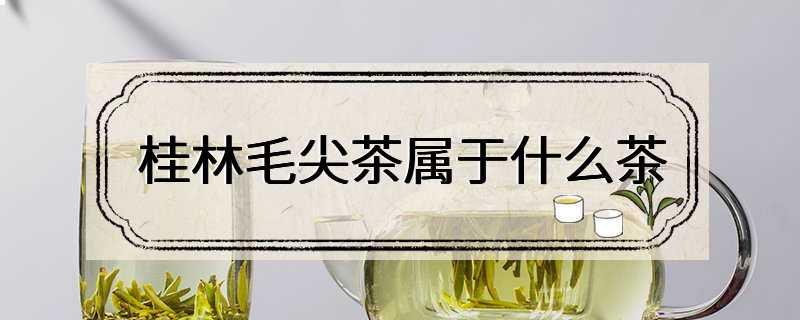 桂林毛尖茶属于什么茶