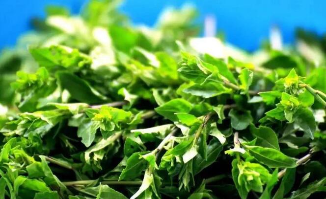 春季吃什么降血压养肝(4)