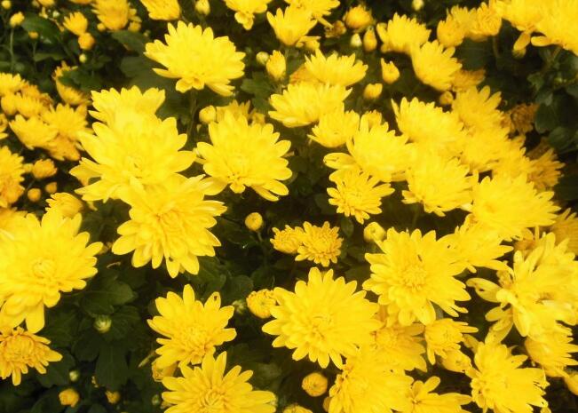 秋天杞子配什么泡水喝养肝(1)