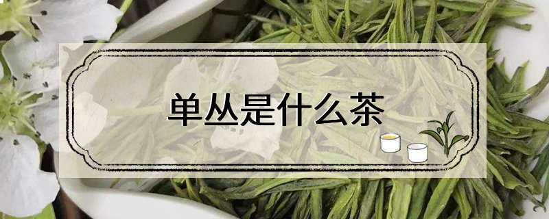 单丛是什么茶